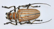 Cerambycidae, Rosenbergia sp