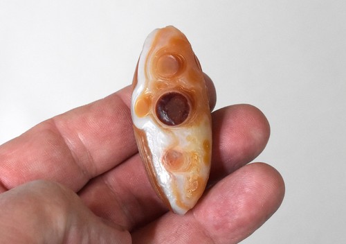 Seltener wüste gobi - seltener,