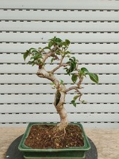 Bonsai Bougainvillea