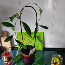 Hoya carnosa  ‘Shirley’   Porzellanblume  70cm Langer  Austrieb  Nr. 4