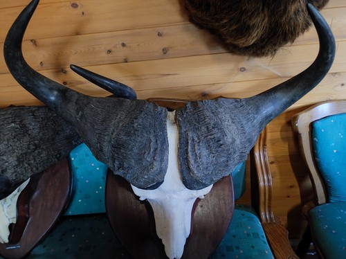 Geweih trophäe afrika büffel - geweih,