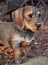 ❀ Rauhaardackel Garten Figur