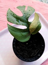 Rhaphidophora Tetrasperma Variegata