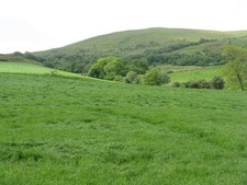 Photo 6x4 Grass crop at Stuck