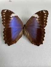 Entomologie morpho achilleana - entomologie*morpho,