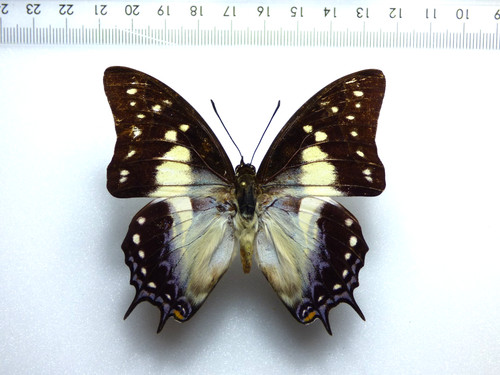 Entomologie schmetterling - entomologie,,