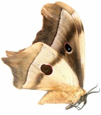 LEPIDOPTERA, SATURNIIDAE