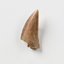 1.8cm Dinosaurier Zahn