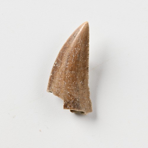 8cm dinosaurier zahn - dinosaurier,