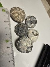 5 Seeigel Steinkern Ostsee