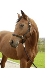 Covallero Nylon Halfter Hippo