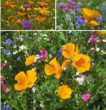 ~Oase für Nützlinge Schmetterlings Wiese bunte Mischung über 2000 Samen