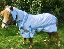 Mini shetland kleines - mini, shetland/shetland/kleines