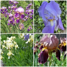 Iris barbata 15 Rhizome lila Braun, Gelb Blau Schwertlilie Staude Zwiebeln