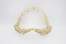 Original Hai Gebiss - Haikiefer Revolvergebiss Hai Zahn ca 23 x 17 cm