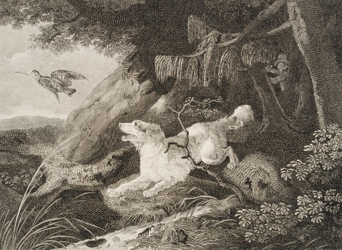Der wachtelhund jagd auf - wachtelhund.,