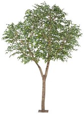 Ficus Benjamina 310x200cm