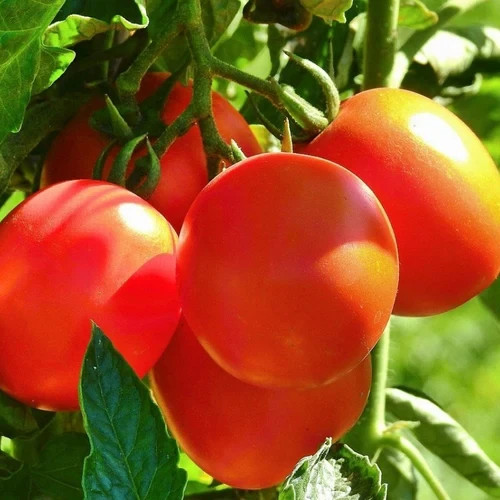 Tomatensamen - , (7+samen)