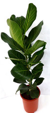 Ficus  Benghalensis