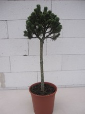 Pinus mugo Picobello - Zwergkiefer Picobello Stamm