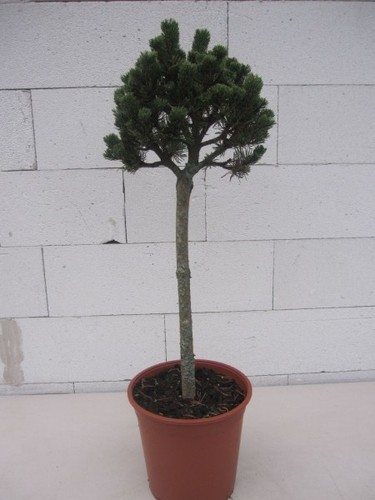 Pinus mugo picobello - pinus,