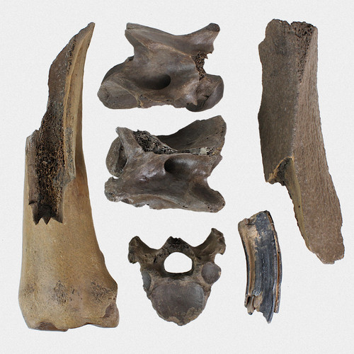 Fossilien konvolut - 6x,