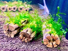 Nano Subwassertang moss on 3