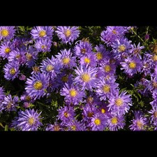 Aster x dumosus 'Blaue Lagune' - Garten-Kissen-Aster 'Blaue Lagune' - 9cm Topf 