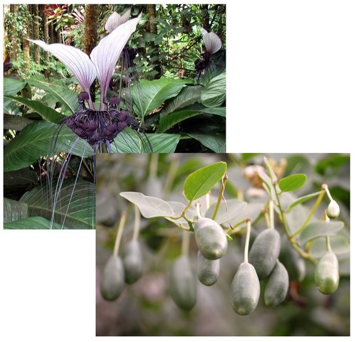 Super blumen samen sparset - blumen,