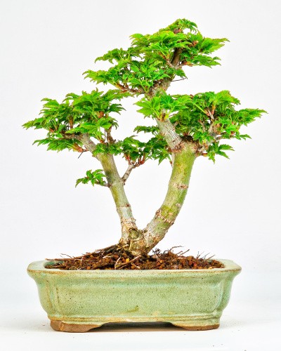 Bonsai löwenkopfahorn acer - bonsai,