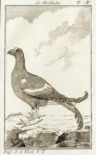 Birkhahn birkhuhn buffon - birkhahn,