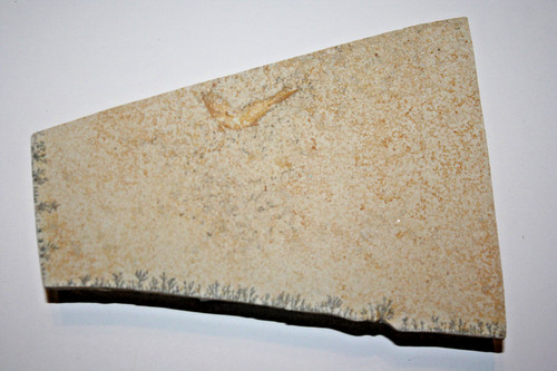 Fisch leptolepis sprattiformis - leptolepis,