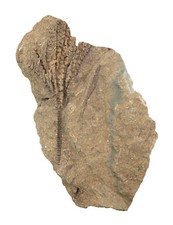 Devon  Sostronocrinus sp