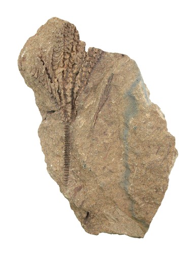 Devon sostronocrinus sp - devon,