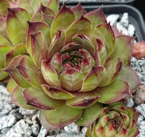 Sempervivum murmel 1 - sempervivum, "