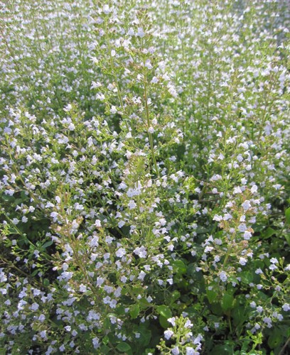 Kleinblütige bergminze - kleinblütige,