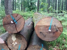 S-Haken 14cm Holz Klammer