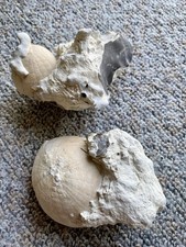 Seeigel-Fossil-Set Echinocorys sulcata mit Feuersteineinschlüssen ? ? aus ??