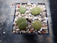 Lithops lesliei cv. "Storms Albinigold" 4 Pflanzen Lebende Steine Fam. Aizoaceae