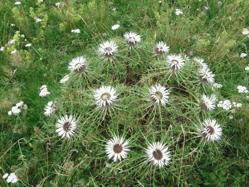Samen silberdistel - samen,