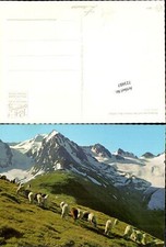 723487 Hohe Mut Bergschafe