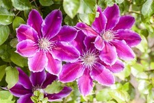 Clematis Hybride 'Dr. Ruppel', Waldrebe, zweifarbig, 100–150 cm