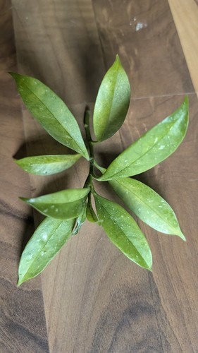 Hoya occultata ableger - hoya,