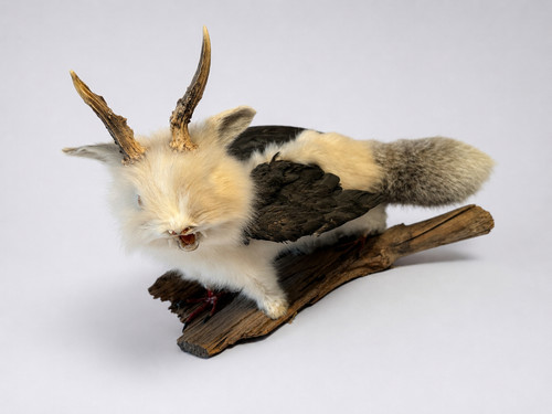 Wolpertinger präparat - wolpertinger,