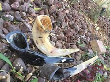 Super Sale Set X 3 Classic Widder Horn Koscher XL Shofar 15-18" ✡Kostenloser ...