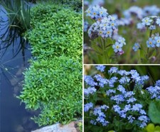 Myosotis palustris blau
