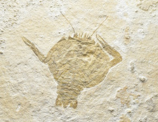 Panzerkrebs CYCLERION SP Solnhofener Plattenkalk Eichstätt Jura Jurassic Cancer