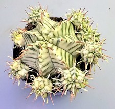 Schöne Euphorbia Meloformis