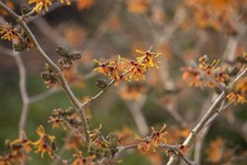 Hamamelis intermedia 'Aphrodite', Zaubernuss, orange Blüten, 50–60 cm