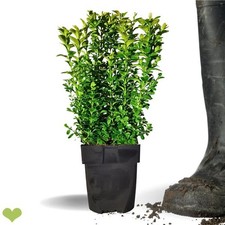 Buchsbaum Heckenpflanze P11 "IDEAL" | 15-20cm | Containerware | 2-jährig | Spitz